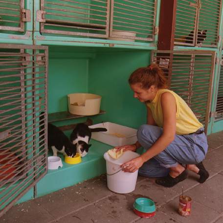 Una cuidadora en un refugio de gatos