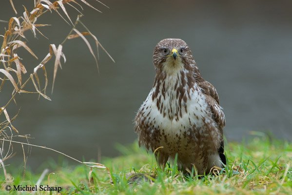 buizerd