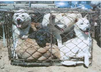 Dogs waiting to be sold on a market and to be eaten.