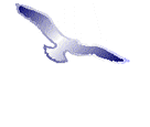 Uma gaivota voa livre