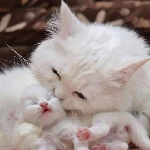 Cat and kitten