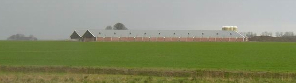 een varkensstal in Reiderland