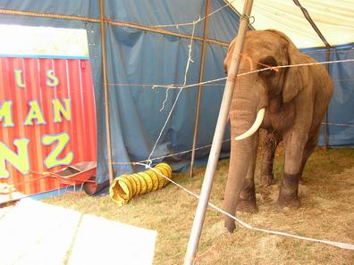 Unavoidable welfare problems with circus animals