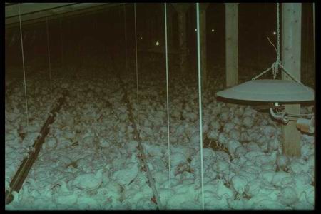 thousands of chickens of fattening covering the stable floor