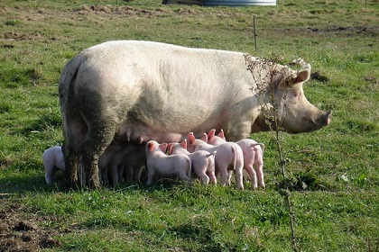 pigs and piglets in a meadow